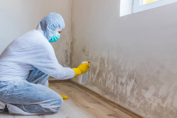 Licensed Mold Remediation service in Orange Park, FL - 24 Hour Mold Removal