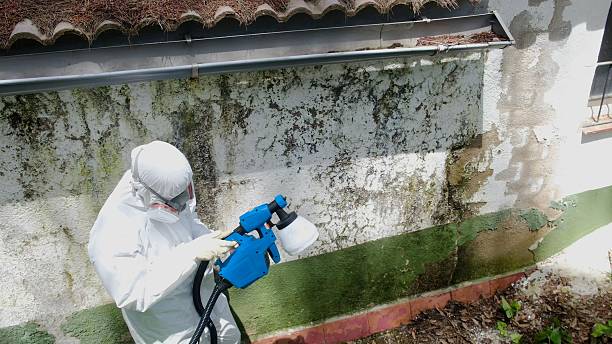 Top rated local Mold Remediation specialists in Orange Park, FL